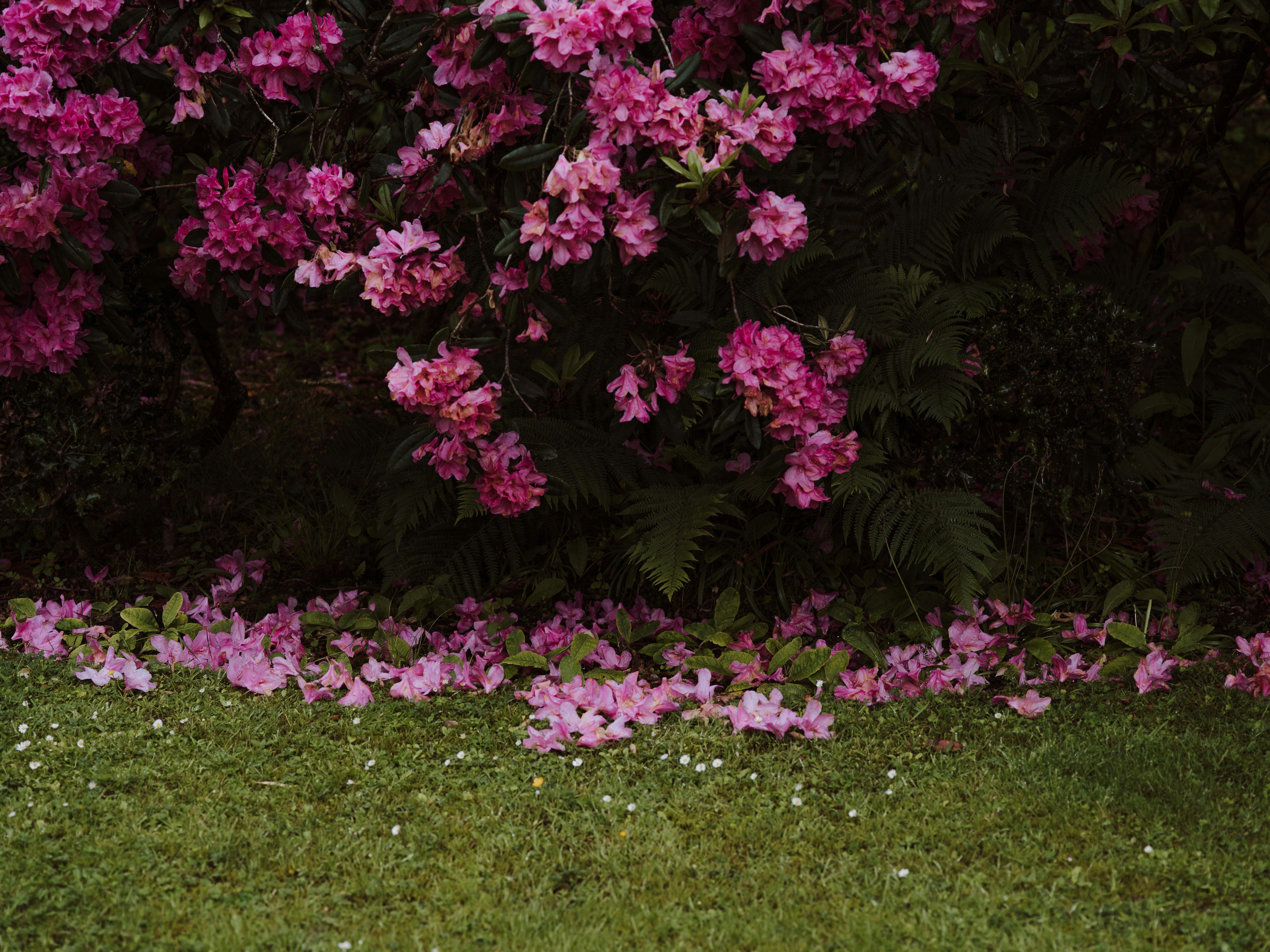 pink flowers on green grass field